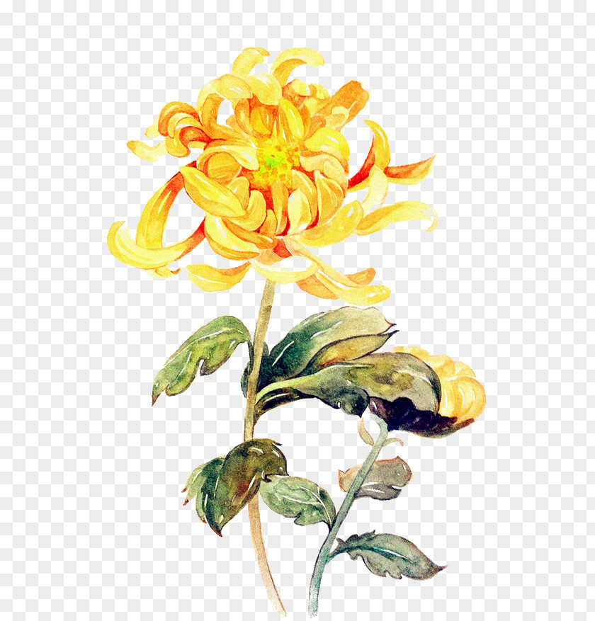 Hand Painted Yellow Chrysanthemum Watercolor Painting Art PNG