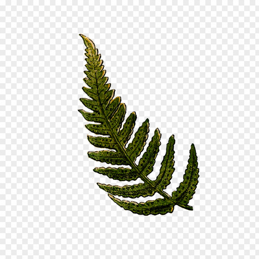 Boston Fern Greenery Clip Art Vector Graphics Image PNG