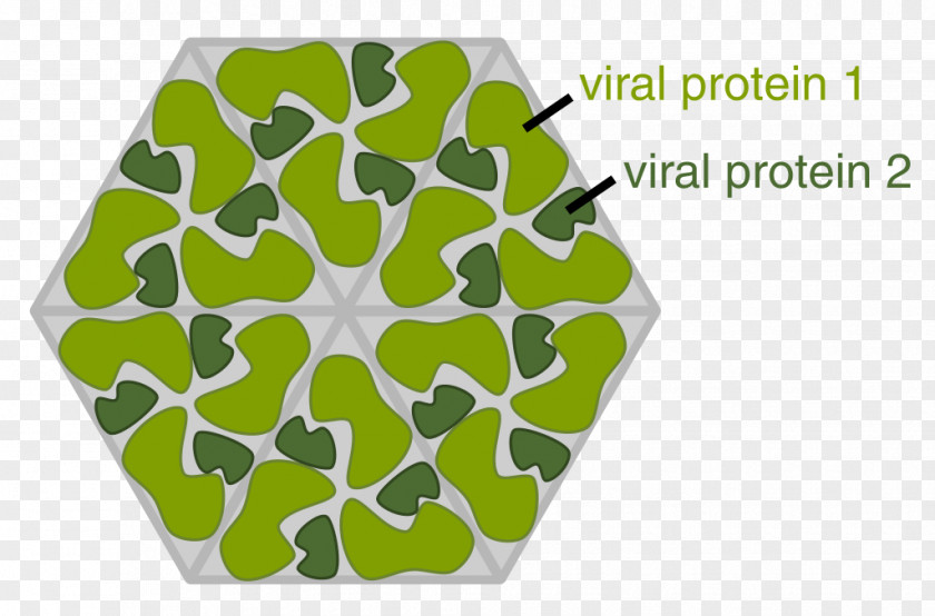 Cartoon Of Ferocious Virus Cells Capsid Viral Protein Virion PNG