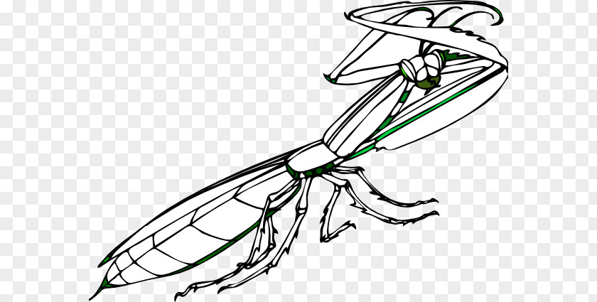 Praying Mantis Insect Clip Art European Openclipart PNG