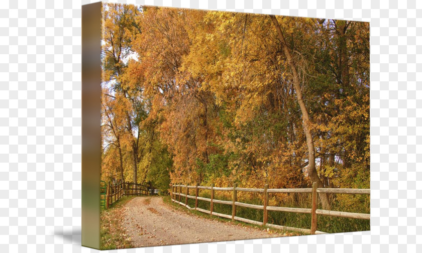 Country Road Temperate Broadleaf And Mixed Forest Tree Deciduous Autumn PNG