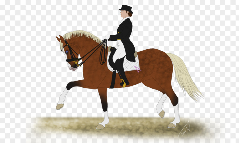 Horse Hunt Seat Stallion Rein Dressage PNG