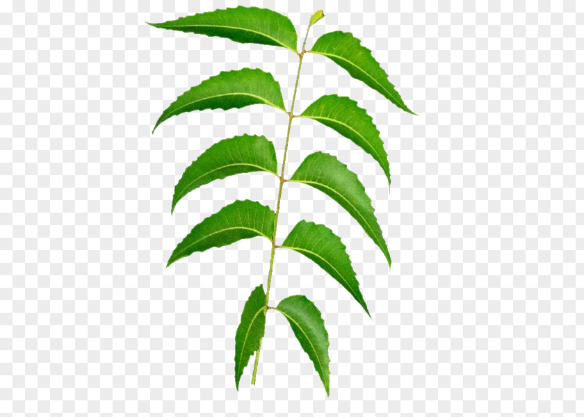 Leaf Tea Neem Tree Oil PNG