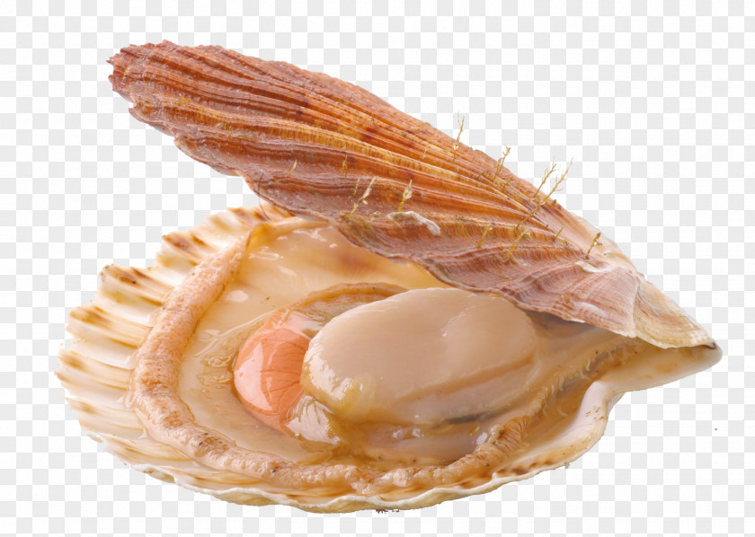 Scallop Mussel Oyster Pecten Jacobaeus Great PNG