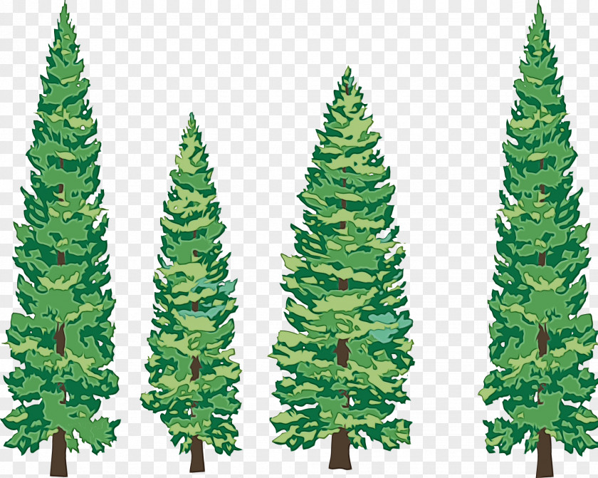 Spruce Tree Redwoods Pine Transparency PNG