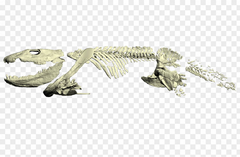 Amphibian Ichthyostega Reptile Late Devonian Extinction Tetrapods PNG