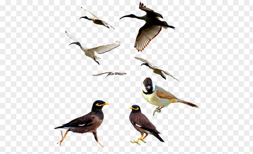 Bird CmapTools Hunting Vertebrate Gun PNG