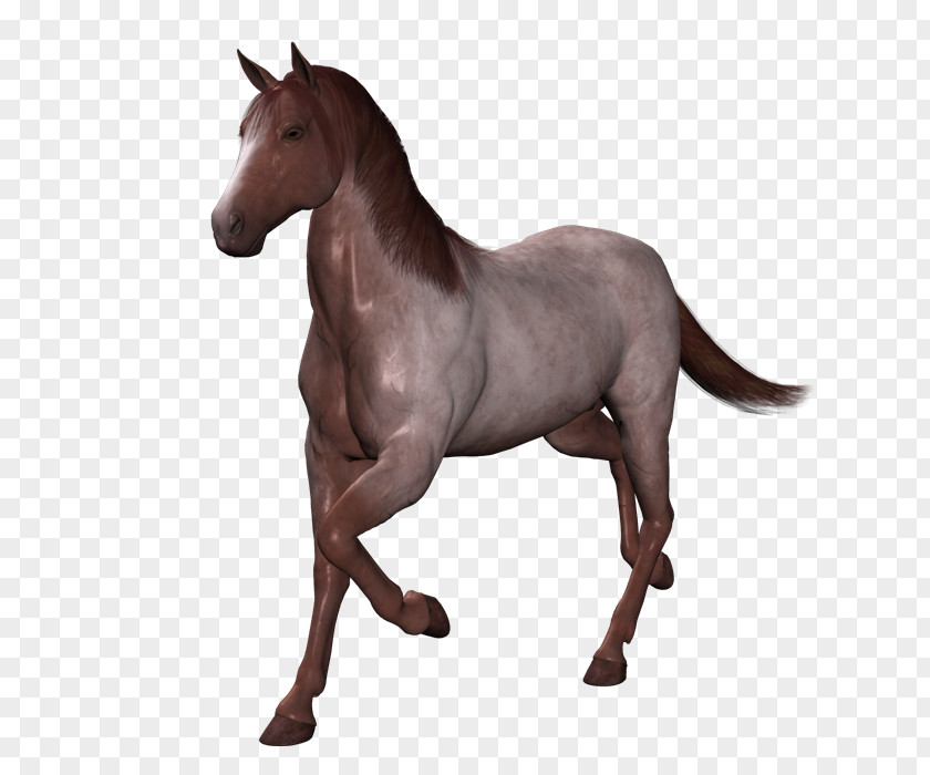 Caballo Long-haired Chihuahua Mustang Animal Stallion PNG