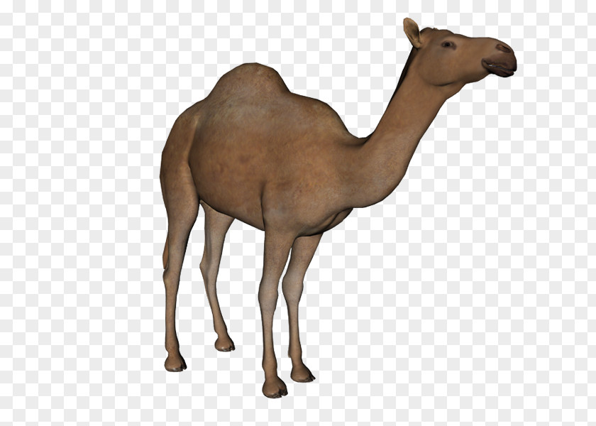 Camels Dromedary Bactrian Camel Baby Arabic Alphabet Clip Art PNG