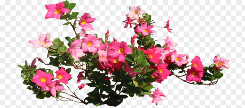 Cosmos Floral Design Cut Flowers Flower Bouquet Petal PNG