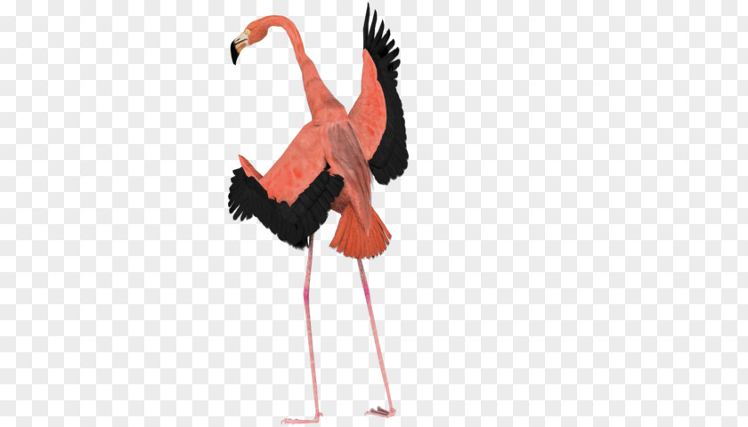 Flamingo Free Patch Bird YouTube Art PNG