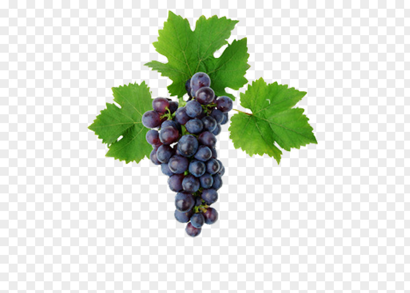 Grape Kyoho Leaves Vine Must PNG