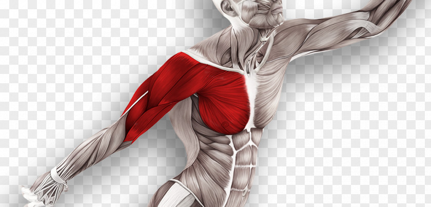 Massage Physical Therapy Muscle Tissue Muscular System Technique Anatomy PNG