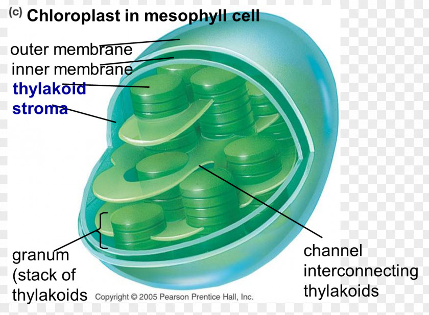 Pore Chloroplast Photosynthesis Cell Chlorophyll Centriole PNG
