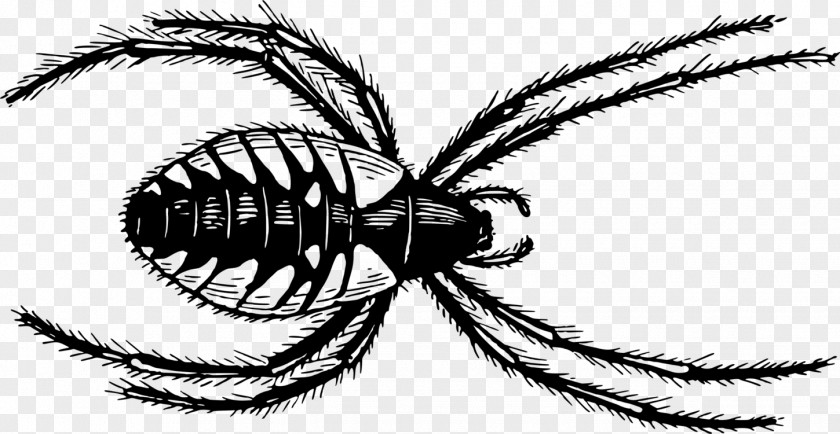 Spider Arthropods Insects Clip Art Line Image Illustration PNG