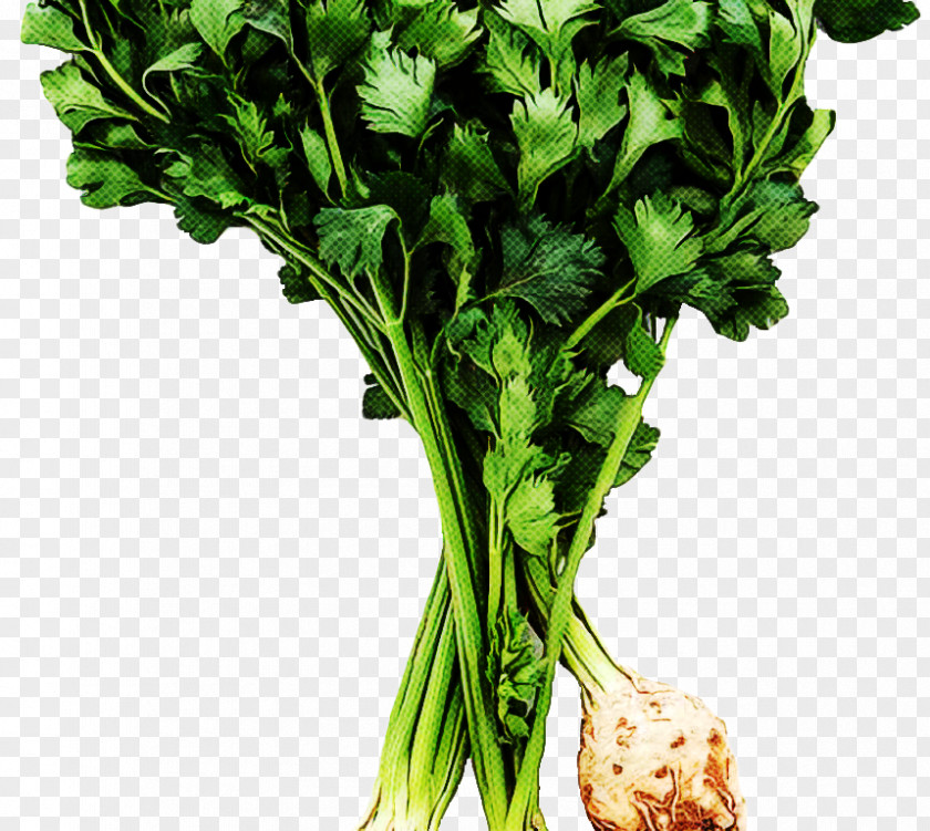 Superfood Arugula Vegetables Cartoon PNG