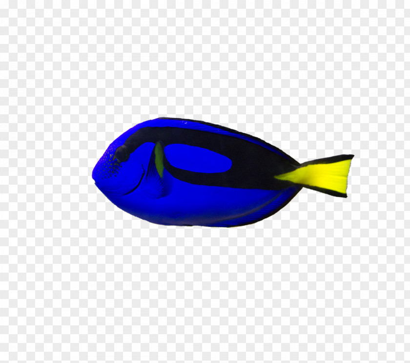 Tang Fish Brown Blue Reef Aquarium Ikan Debam Goggles PNG