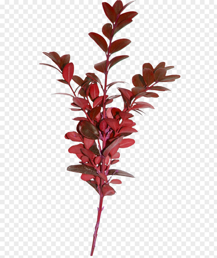 Tree Plant Autumn Leaf PNG