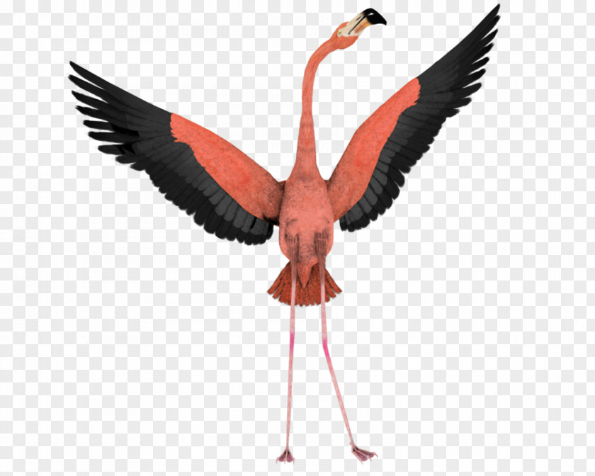 Flamingo Bird Flight Wing Clip Art PNG