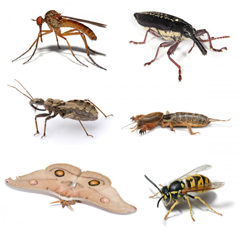 Flea Insects 2 Bee Ant Entomology PNG