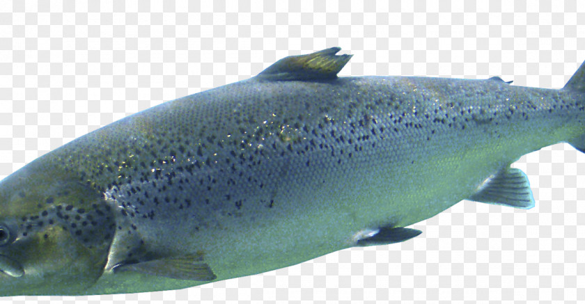 Human Development Report Journal Salmon Oily Fish Cod Trout PNG