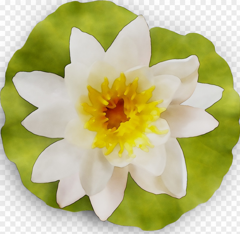 Yellow Flowering Plant Plants PNG