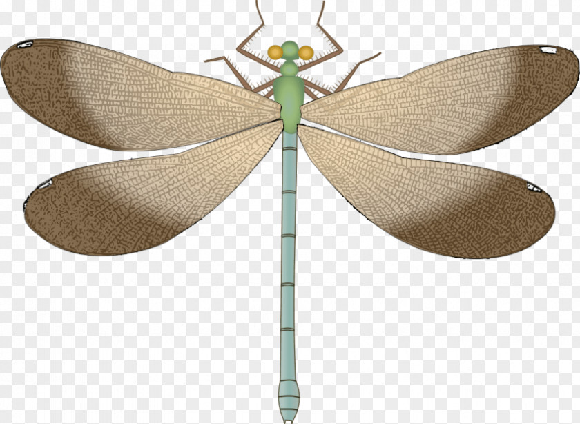 Dragonfly Insect Clip Art Vector Graphics PNG