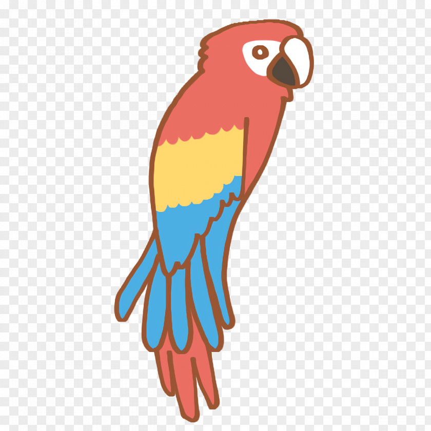 Macaw Beak Birds Parakeet PNG