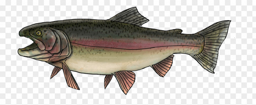 Peche Salmon Rainbow Trout Sea Oily Fish PNG