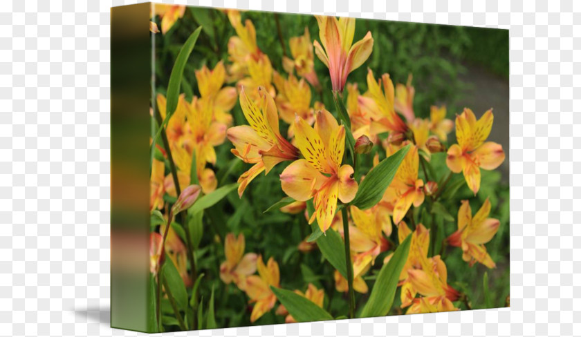 Peruvian Lily Of The Incas Canna Daylily Wildflower PNG