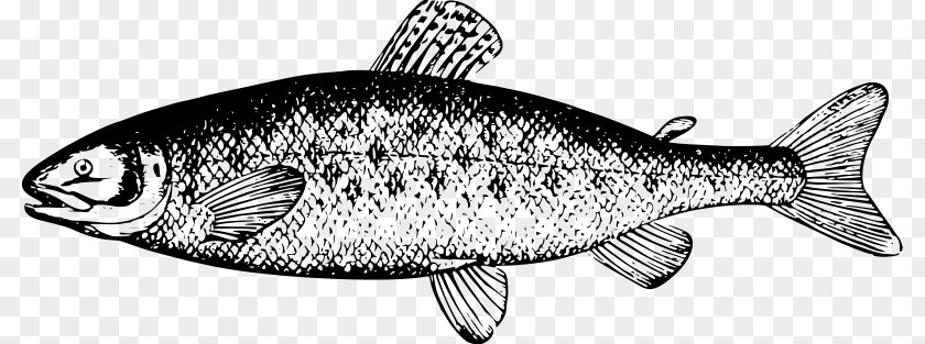 Salmon Fish River Leven, Dunbartonshire Smoked Clip Art PNG