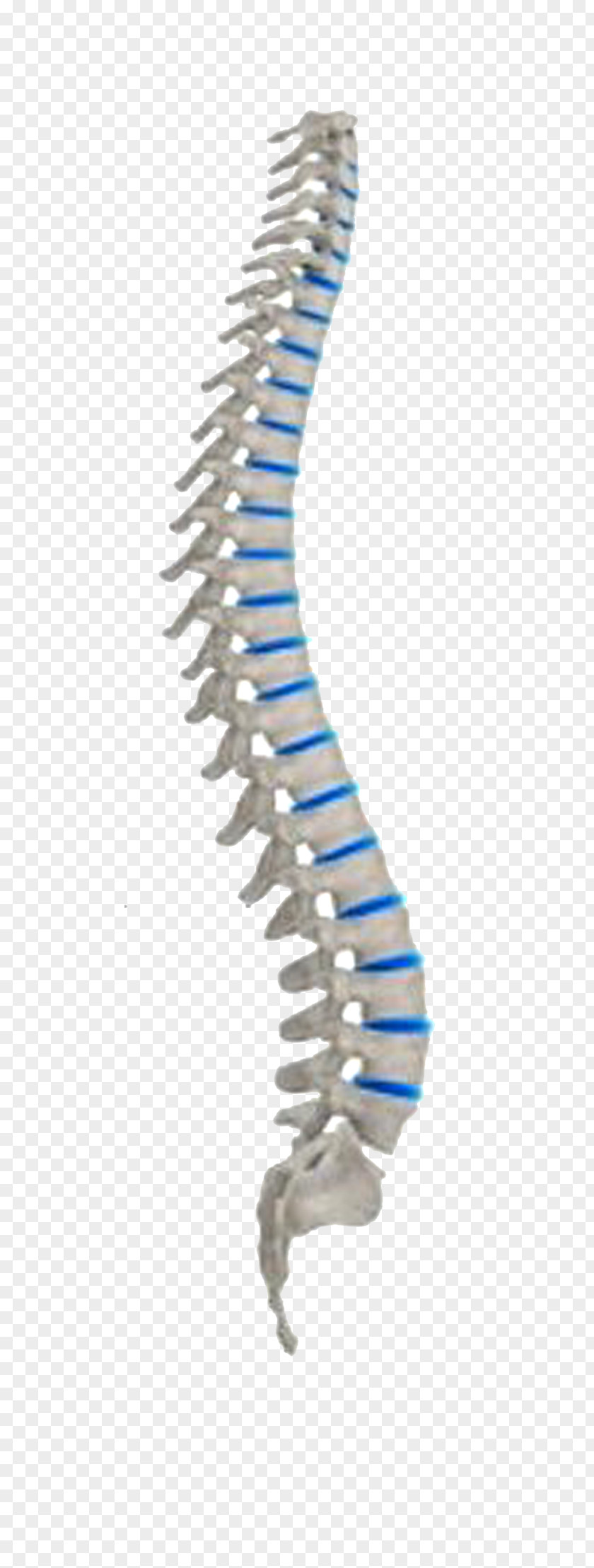 Vertebral Column Neutral Spine Spinal Cord Human Body Nervous System PNG