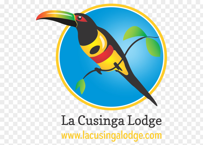 Bird La Cusinga Lodge Uvita Parrot Image PNG