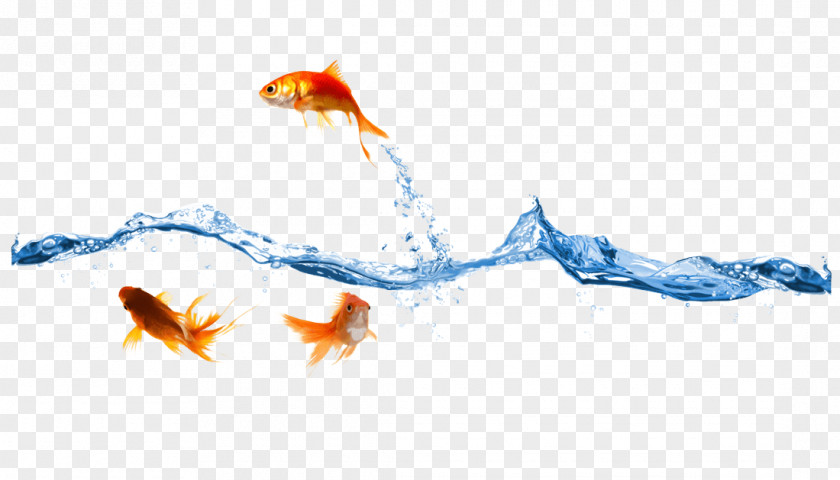 Computer Goldfish Desktop Wallpaper PNG