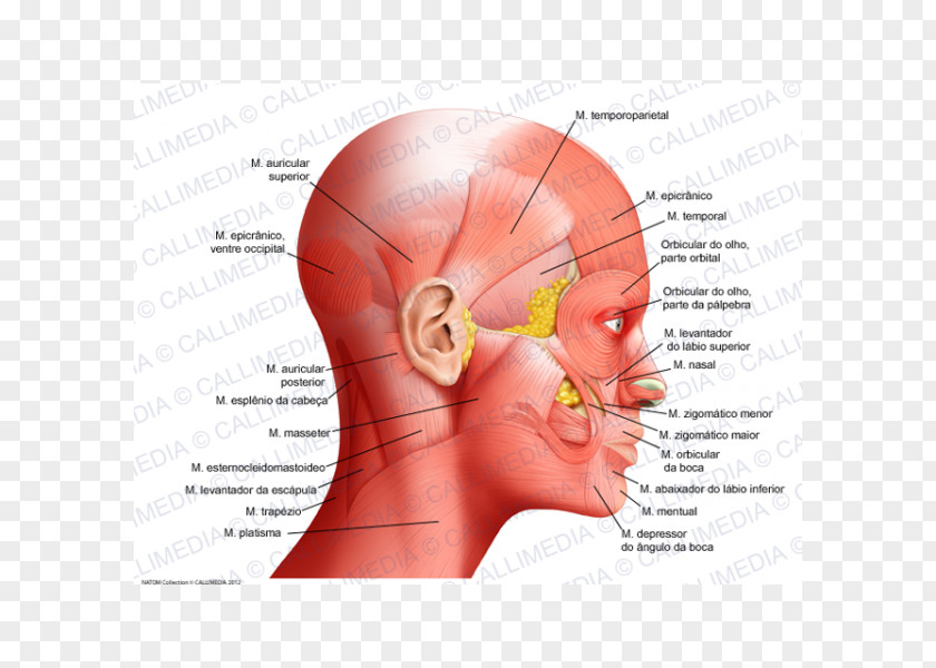 Face Atlas Der Anatomie Des Menschen Human Anatomy Head Neck PNG