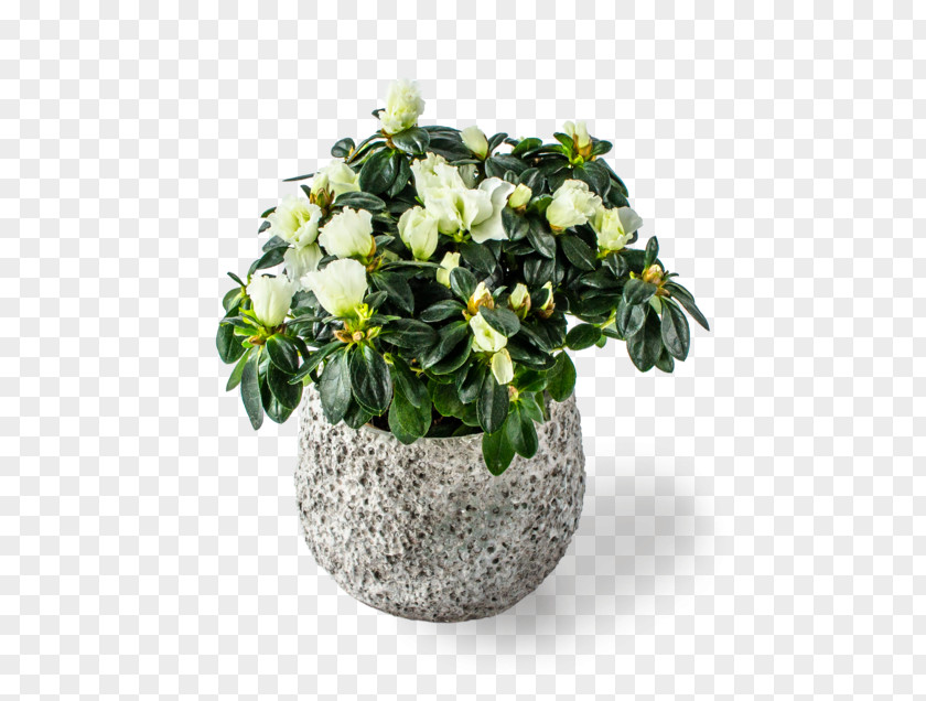 Rhododendron Simsii Cut Flowers Flowerpot Houseplant Flowering Plant PNG