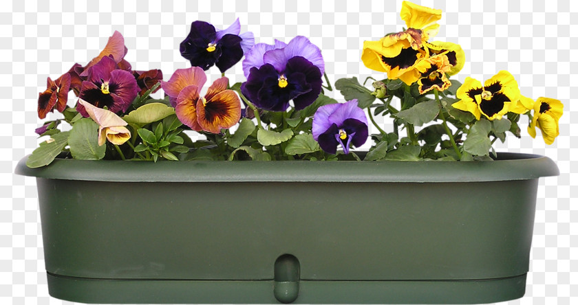 Balcony Pansy Garden Stock.xchng Viola Cornuta PNG