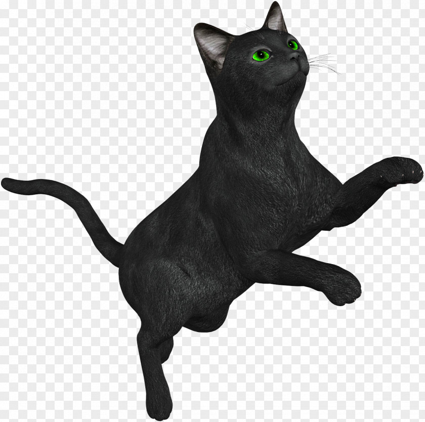 Black Cat Bombay Korat Burmese Kitten Carnivora PNG