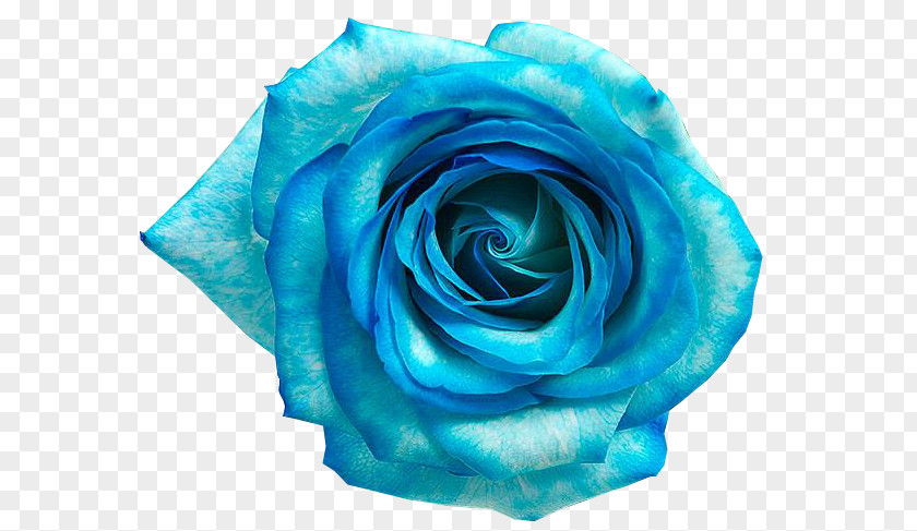Flores AZUL Blue Rose Flower PNG