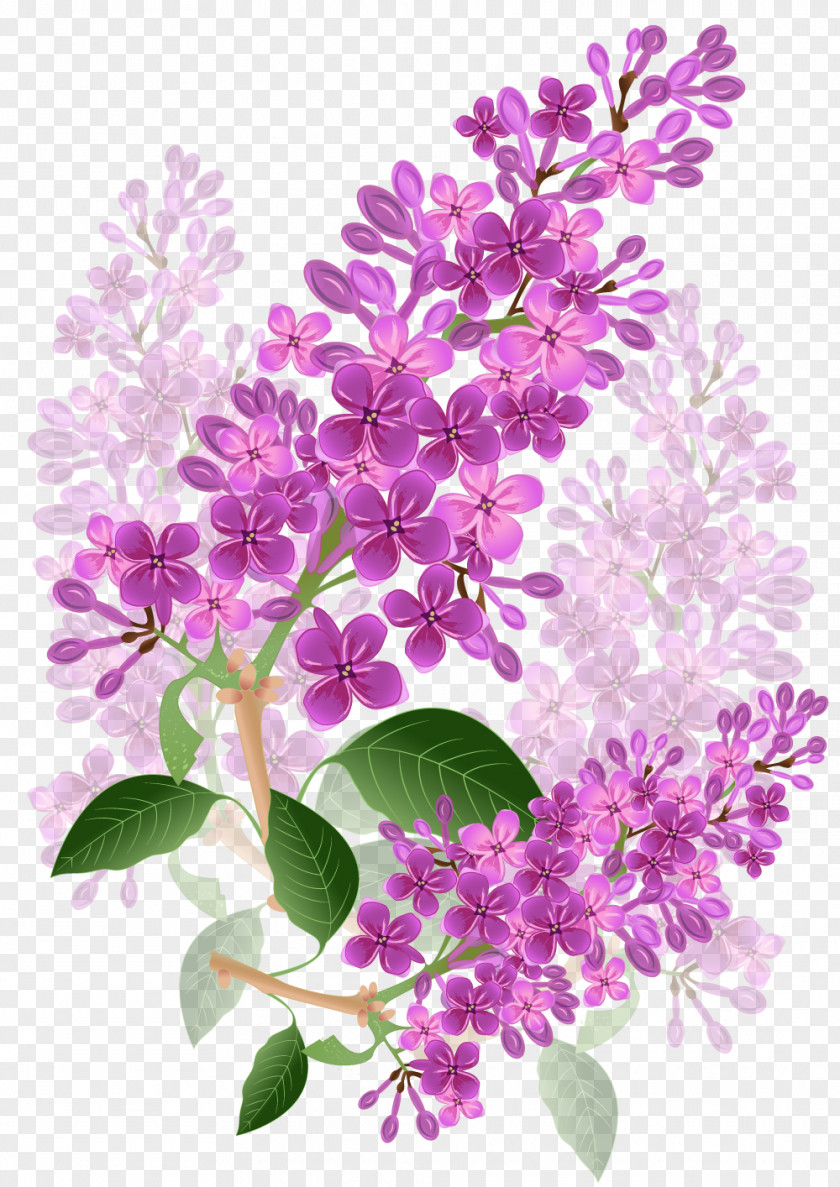 Lilac Flower Lavender Violet Purple PNG