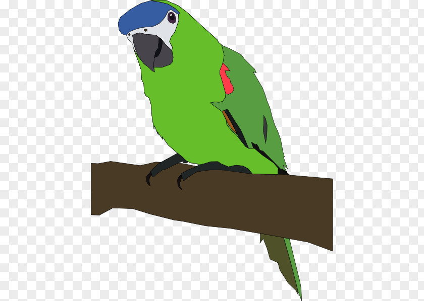 Parrots Cliparts Amazon Parrot Bird Budgerigar Clip Art PNG