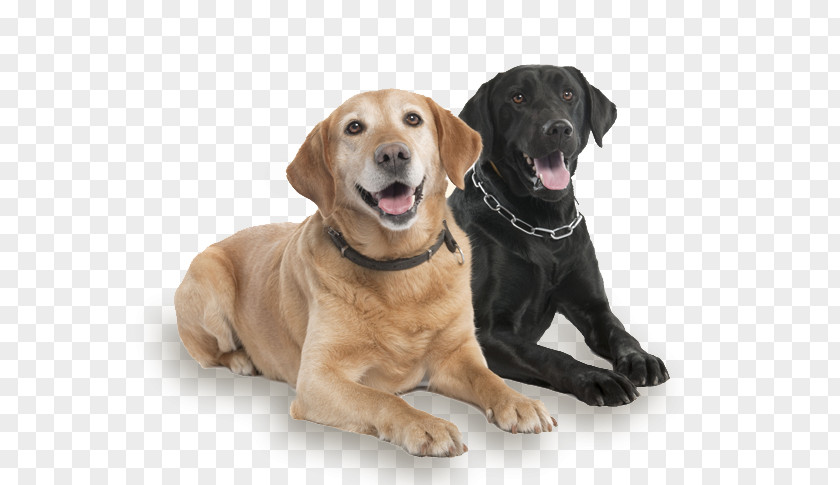 Pet Dog Labrador Retriever Breed Companion Yardley Animal Kennels Inc PNG