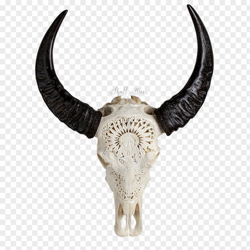 Skull Carabao Cattle Horn Head PNG