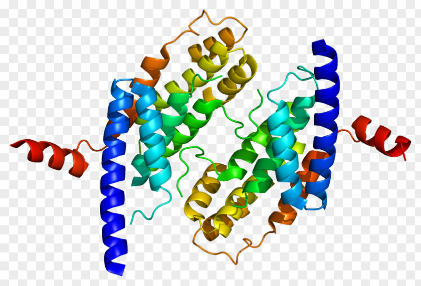 TERF2 Telomere-binding Protein TERF1 PNG