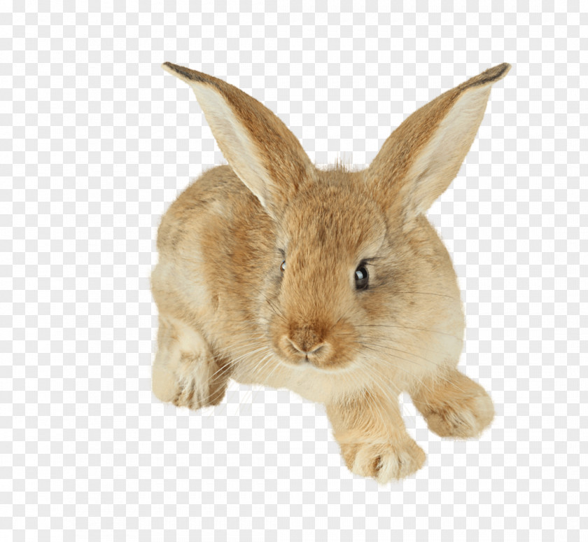 Yellow Bunny Easter Hare Cottontail Rabbit Domestic Baby Bunnies PNG