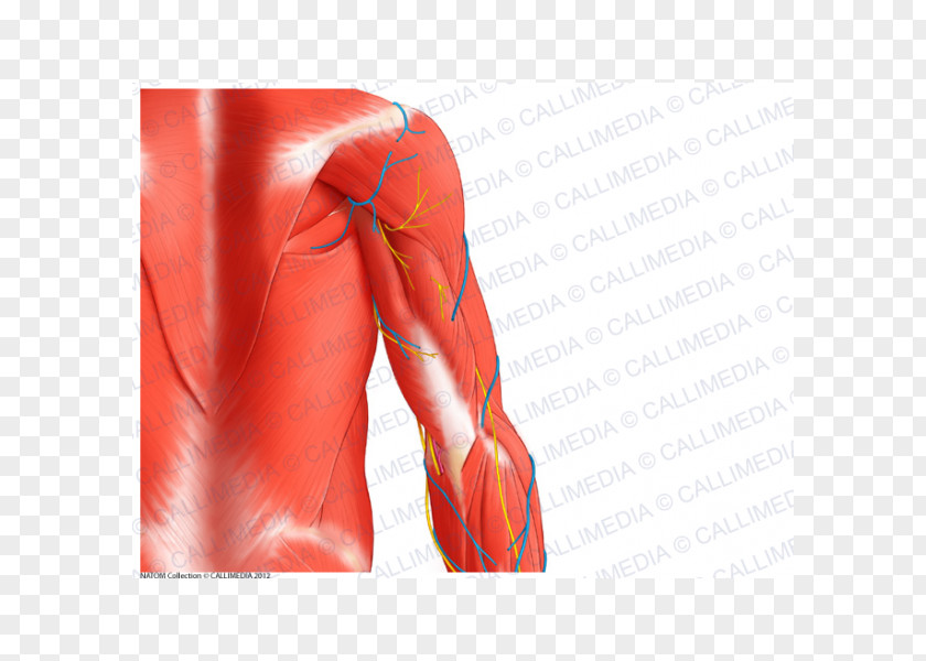 Arm Triceps Brachii Muscle Teres Major Shoulder PNG