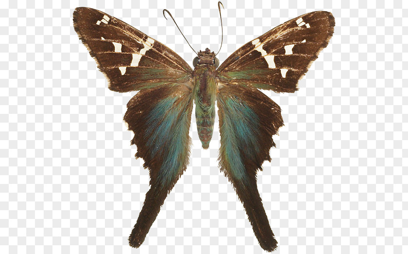 Butterfly Brush-footed Butterflies Gossamer-winged Silkworm Insect PNG