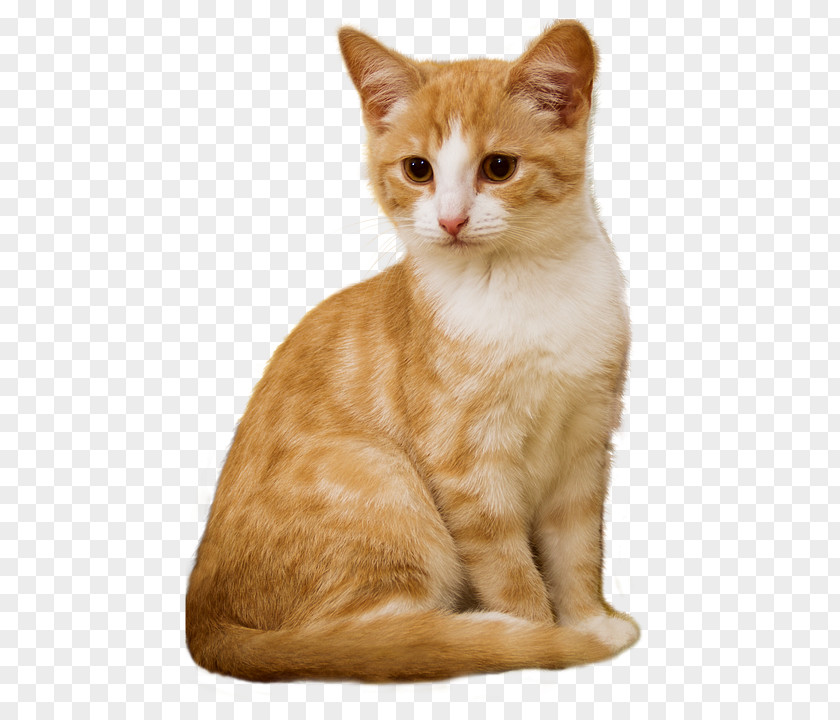 Cat Kitten Dog Pet Sitting PNG
