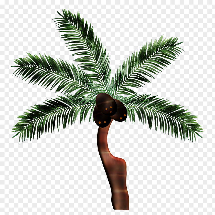 Coconut Asian Palmyra Palm Date Arecaceae Borassus PNG