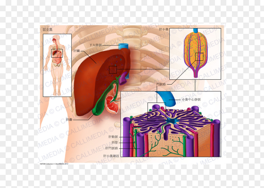 Liver Human Lobe Lobules Of Anatomy Hepatic Veins PNG